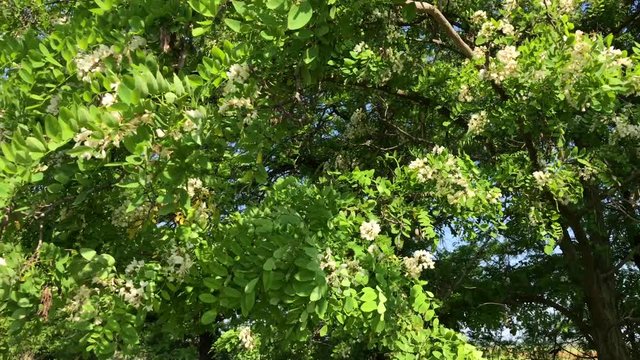 Blossoming acacia tree, top view