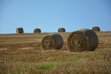 
Mehrere Strohballen im Horizont auf abgeerntetem Feld 

