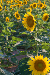 Sunflowers