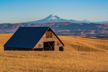 Abandoned Barn in the Wheat Field with Mt Adams in the Distance 