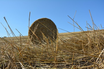 Blick vom Boden aus auf einem Strohballen mit Strohhalme