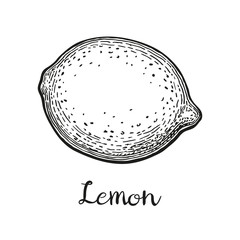 Ink sketch of lemon