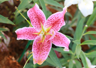 Lily flower of pink color bloom.