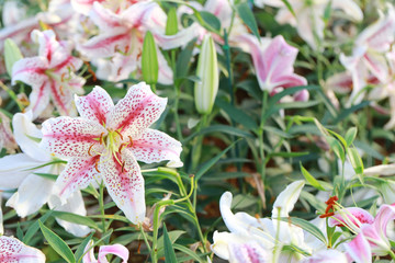 Lily flower of white mix pink color bloom.