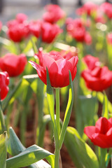 Bright red tulips blossoming.