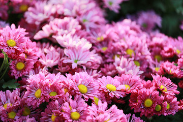 Obraz premium chrysanthemum flower of pink color bloom.