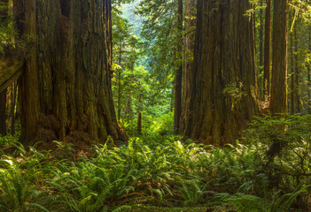 Sequoia tree - Redwood National Park, California