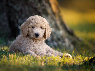 poodle by tree
