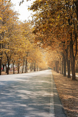Street and public park in autumn colors.