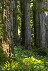 Sequoia trees - Redwood National Park