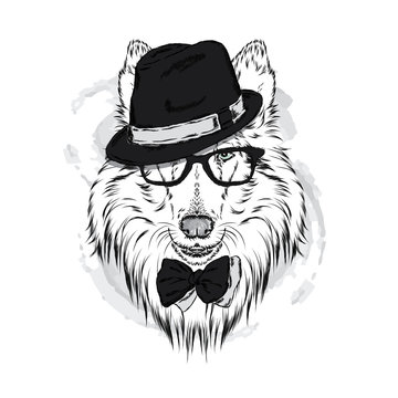 Pedigree dogs painted by hand. Collie wearing a hat and sunglasses. Vector illustration.