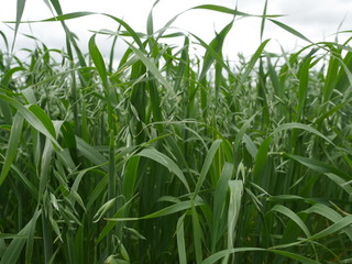 Green oat in Spring season