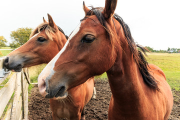 Obraz premium Two brown horses up close near a fence at a field