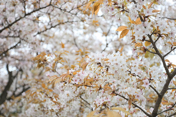white sakura flower in blooming.