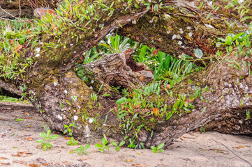 Natural frame - Espiritu Santo, Vanuatu