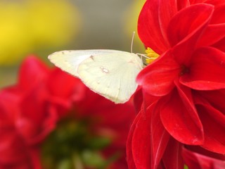ダリアとモンシロチョウ