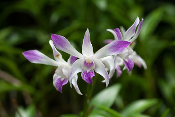 Orchids of sufficient size. Purple or pink flowers blooming in the garden. Dendrobium is a huge genus of orchids
