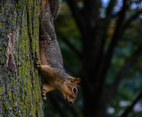 Squirrel
