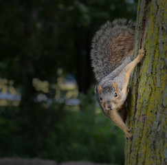 Cautious Squirrel