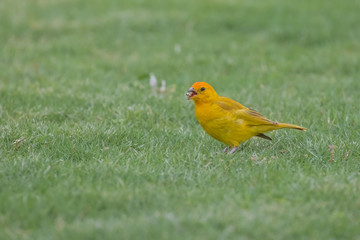 Yellow Female Scarlet Tanager