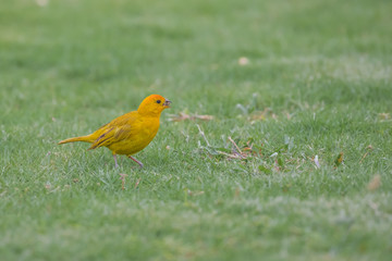 Yellow Female Scarlet Tanager