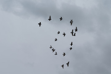 Flock of flying pigeons forming a shape