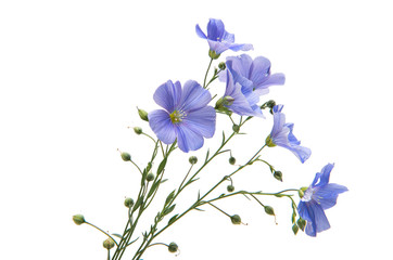 Flax flowers isolated