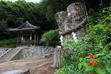 大神木の切り株