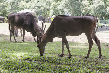 Obraz premium ZooDom20170723-0