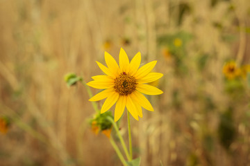 Yellow wildflower in isolated in field with ladybug