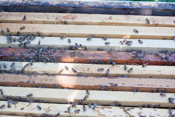 Plank with honeycomb in the hive. The bees crawl along the hive. Open bee hive.