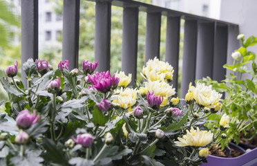 Fototapeta na wymiar Home and garden concept of chrysanthemum flowers in pot on the balcony