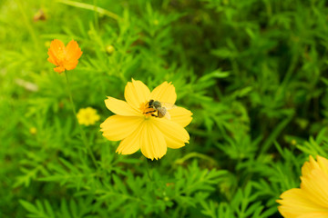Insect on natural flower garden on holiday