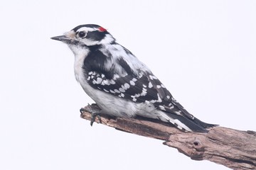 Downy Woodpecker (Picoides pubescens)