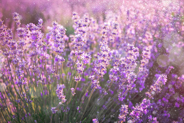 Fototapeta premium Close up of blooming lavender flowers under the summer sun rays. Lavender background.
