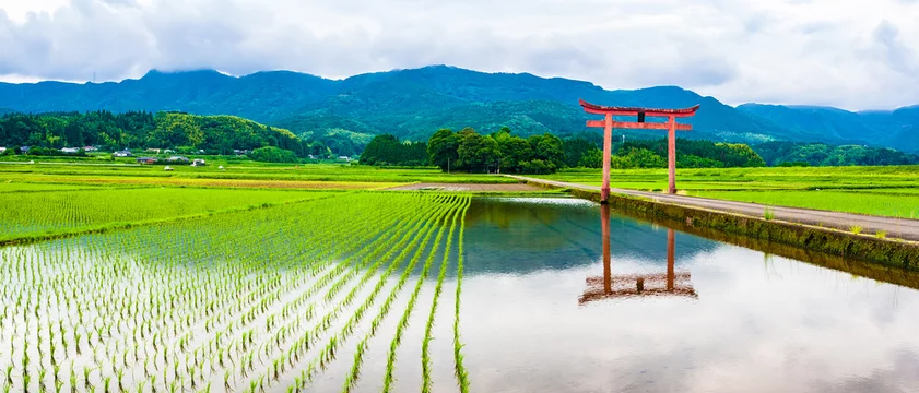 田植え後の田んぼの中の鳥居 Stock 写真 Adobe Stock