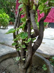 Bonsai