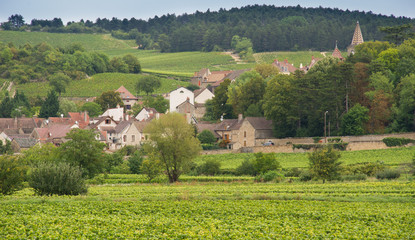 Fototapeta na wymiar Meursault from the vineyards, Burgundy, France