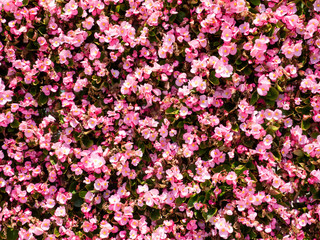 abstract pink flower background