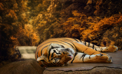 Fototapeta na wymiar Tiger sleeps on rock in the spring forest.