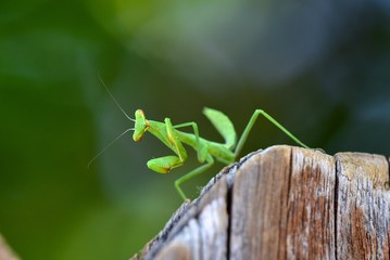 Young preying mantis  in a garden