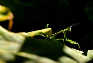 Young preying mantis  in a garden