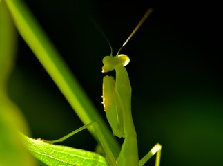 Young preying mantis  in a garden