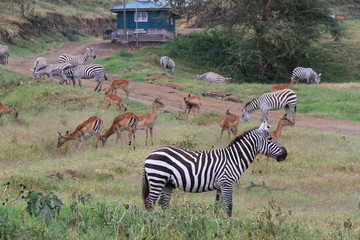 シマウマ　ガゼル