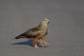 Black kite (Milvus migrans)