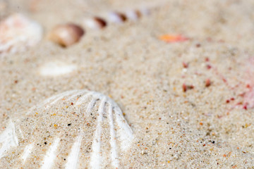 seahells in sand