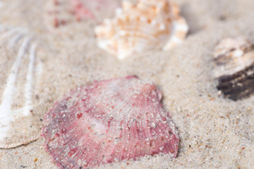 seahells in sand