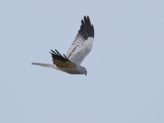 Montagus harrier (Circus pygargus)