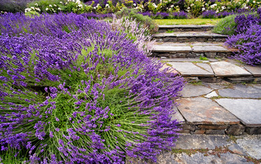 Obraz premium Kwitnące krzewy lawendy graniczą z kamiennymi schodami w pięknym ogrodzie kwiatowym.