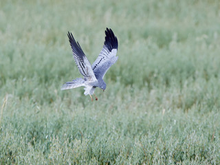 Montagus harrier (Circus pygargus)